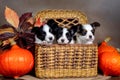 Three cute Papillon puppies in a wicker basket with orange pumpkins Royalty Free Stock Photo