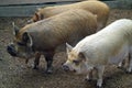 Three cute piglets