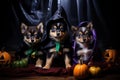 Three cute puppies in Halloween decorations wearing scary costumes. Royalty Free Stock Photo