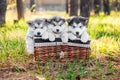 Three cute puppies are sitting in a brown basket and looking at the camera. Shaggy white-gray puppies of malamute, husky in the