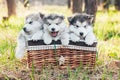 Three cute puppies are sitting in a brown basket and looking at the camera. Shaggy white-gray puppies of malamute, husky in the