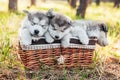 Three cute puppies sitting in a brown basket and sleep. Shaggy white-gray puppies of malamute, husky in the forest on the nature.