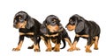 Three cute puppy Slovakian Hund Royalty Free Stock Photo