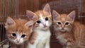 Three cute red kittens Royalty Free Stock Photo