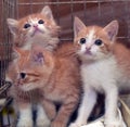 Three cute red kittens Royalty Free Stock Photo