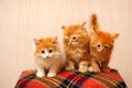 Three cute red kittens sits on plaid Royalty Free Stock Photo