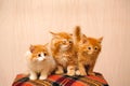 Three cute red kittens sitting on plaid Royalty Free Stock Photo