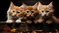 Three red kittens sitting in a wooden box on a dark background. Royalty Free Stock Photo