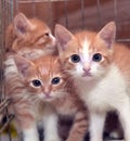 Three cute red kittens Royalty Free Stock Photo