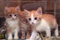 Three cute red kittens Royalty Free Stock Photo