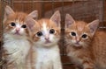 Three cute red kittens Royalty Free Stock Photo