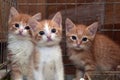 Three cute red kittens Royalty Free Stock Photo