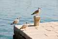 Cute seagulls perched on a pier