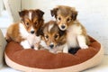 Three Cute Shetland Sheepdog puppies! Royalty Free Stock Photo