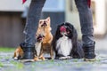 Three cute small dogs on a cobblestone road Royalty Free Stock Photo