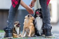 Three cute small dogs on a cobblestone road Royalty Free Stock Photo