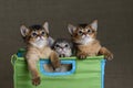 Three cute somali kittens on a grey backround Royalty Free Stock Photo
