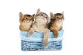 Three cute somali kittens isolated on white background Royalty Free Stock Photo