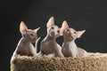 Three cute sphinx kitten