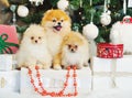 Three cute spitz dogs puppies under Christmas tree