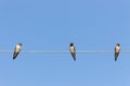 Three cute swallows on the rope. Three birds against blue sky background. Wildlife concept. Swallows sitting on cable.