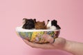 Three cute young guinea pigs sitting in a paper egg box held by a human hand on a pink background Royalty Free Stock Photo