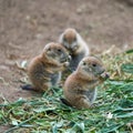 Young prairie dogs during feeding Royalty Free Stock Photo