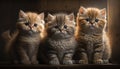 The Three Cutest Kittens