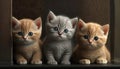 The Three Cutest Kittens