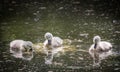 Three cygnets on lake eating water plant