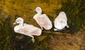 Three cygnets in the pond on sunny day