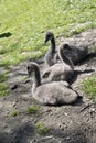 Three cygnets swans