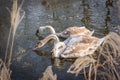 Three cygnets young swans feeding in a frozen pond Royalty Free Stock Photo