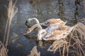 Three Cygnets Young Swans Feeding In A Frozen Pond