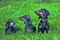 Three dachshunds