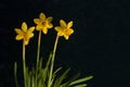 Three daffodils against dark background Royalty Free Stock Photo