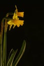 Three daffodils against dark background Royalty Free Stock Photo