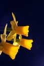 Three daffodils against dark background Royalty Free Stock Photo