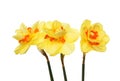 Three daffodils Royalty Free Stock Photo