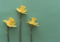 Three Daffodils on a green background Royalty Free Stock Photo