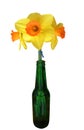 Three Daffodils in a Green Bottle Royalty Free Stock Photo