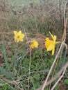 Three daffodils on the meadow Royalty Free Stock Photo