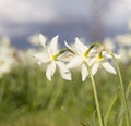 Three Daffodils. Royalty Free Stock Photo