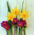 Three daffodils yellow with leaves and small purple flowers Royalty Free Stock Photo