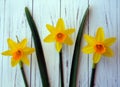 Three daffodils yellow with leaves Royalty Free Stock Photo