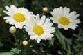 Three Daisies Royalty Free Stock Photo