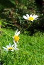 Three daisies and a bug