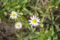 halves of daisies. Three daisies in the field. Against the background of the flower bed are three small daisies. semi-