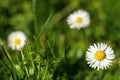 Three daisies Royalty Free Stock Photo