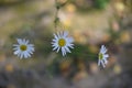 Three daisies Royalty Free Stock Photo